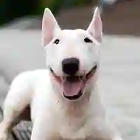 a bull terrier