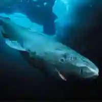 a greenland shark