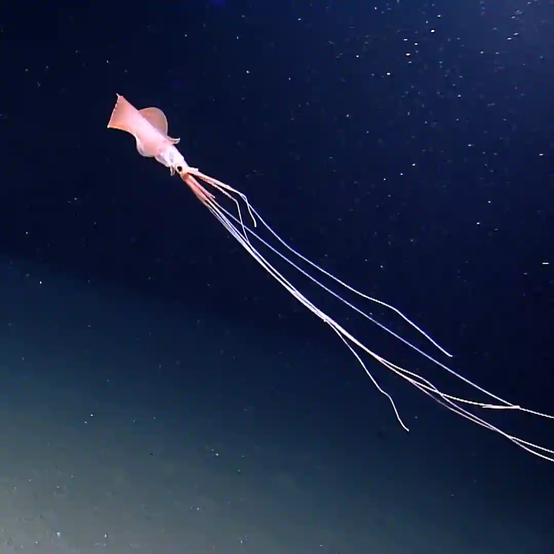 a bigfin squid