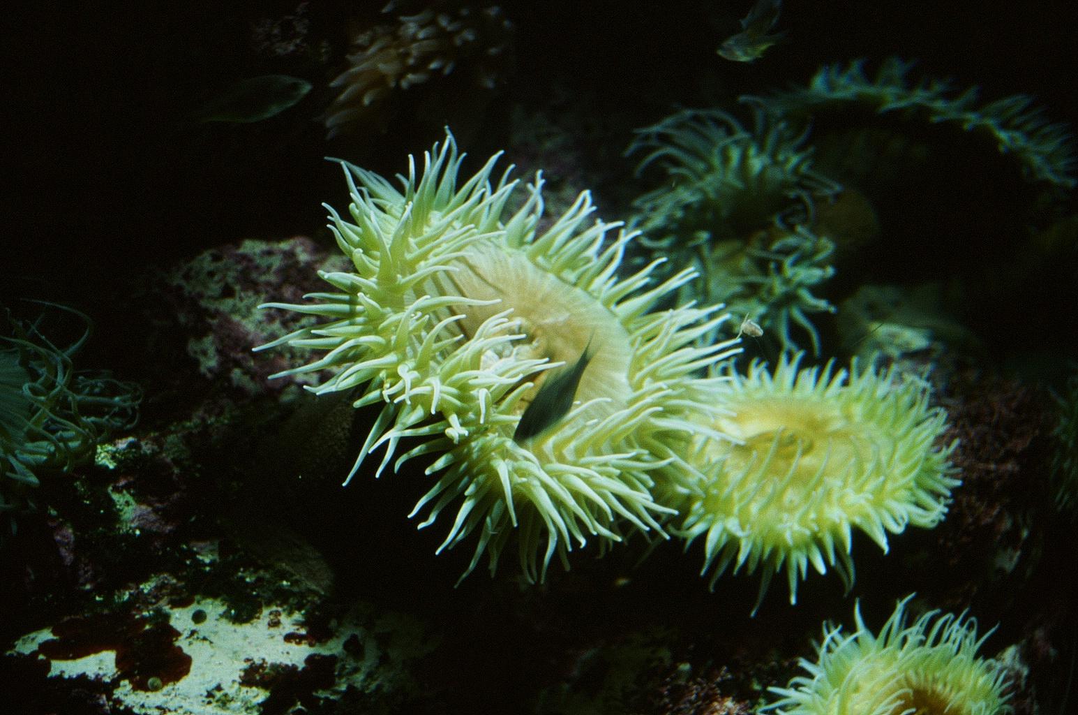 a group of yellow sea anenomes