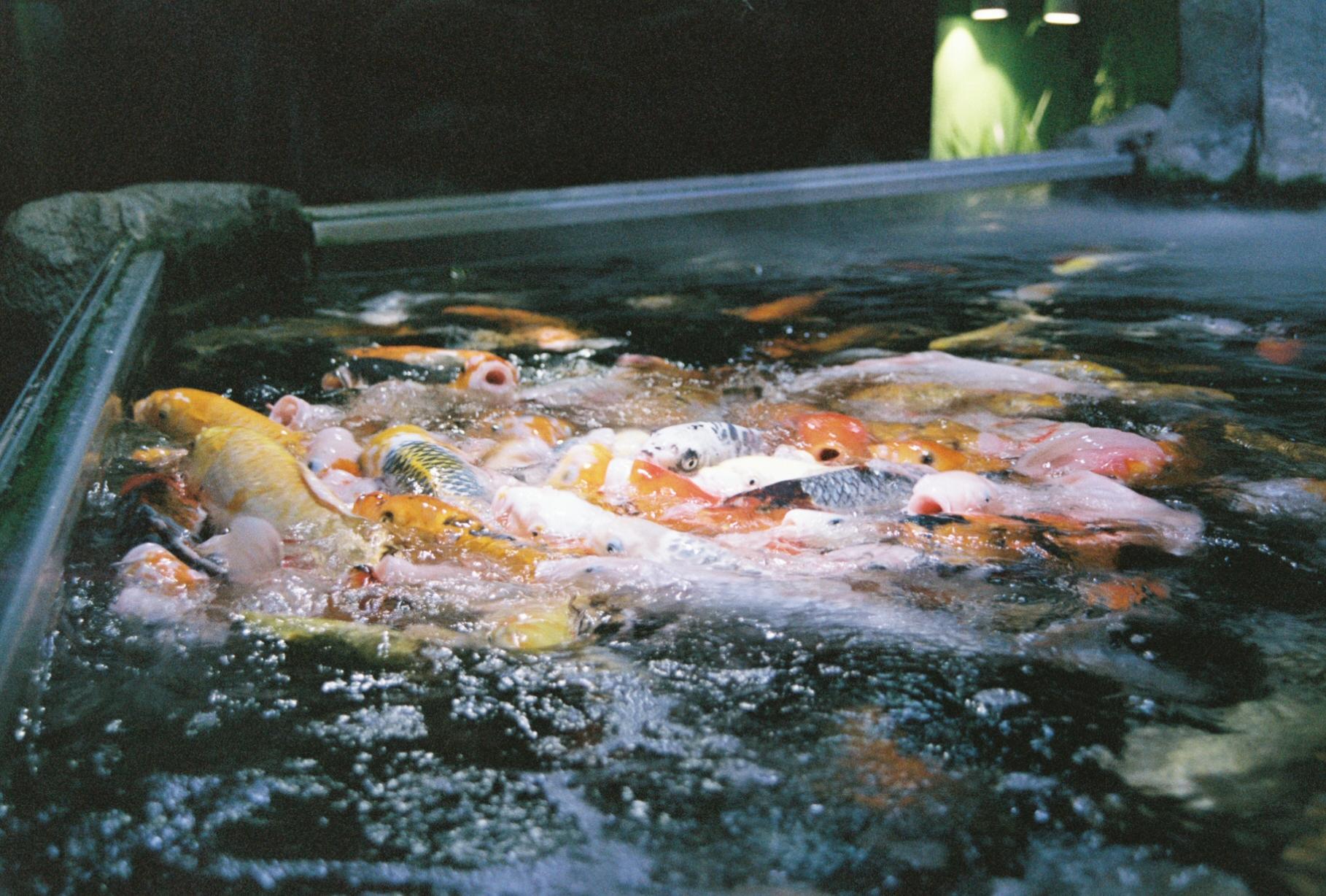 numerous fish swarming in one spot