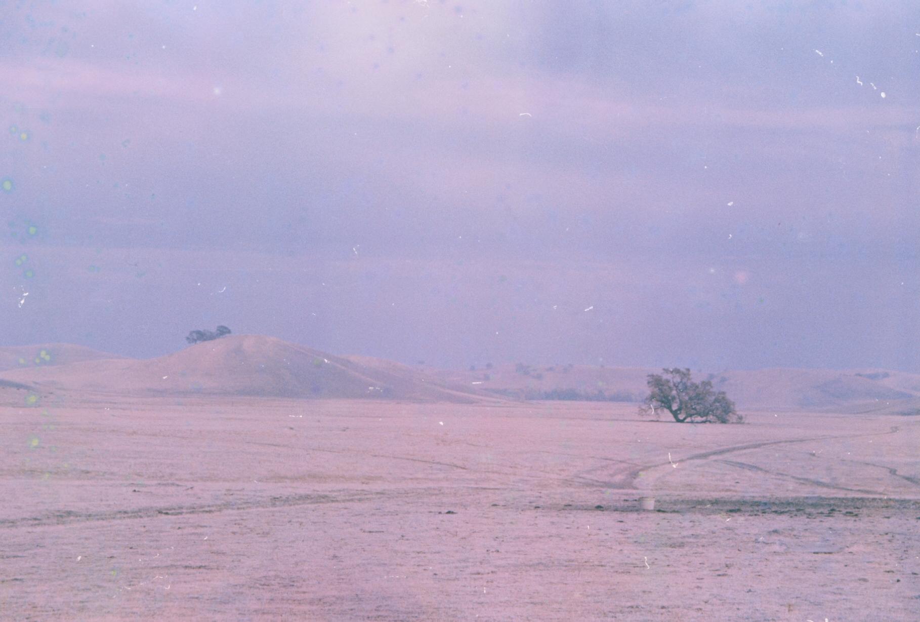 sprawling hills of dead brush with a lone tree to the right