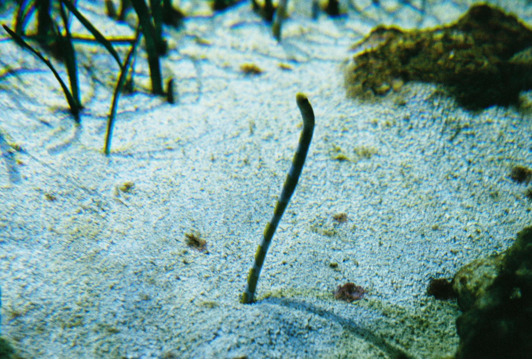 a single garden eel poking out of the sand