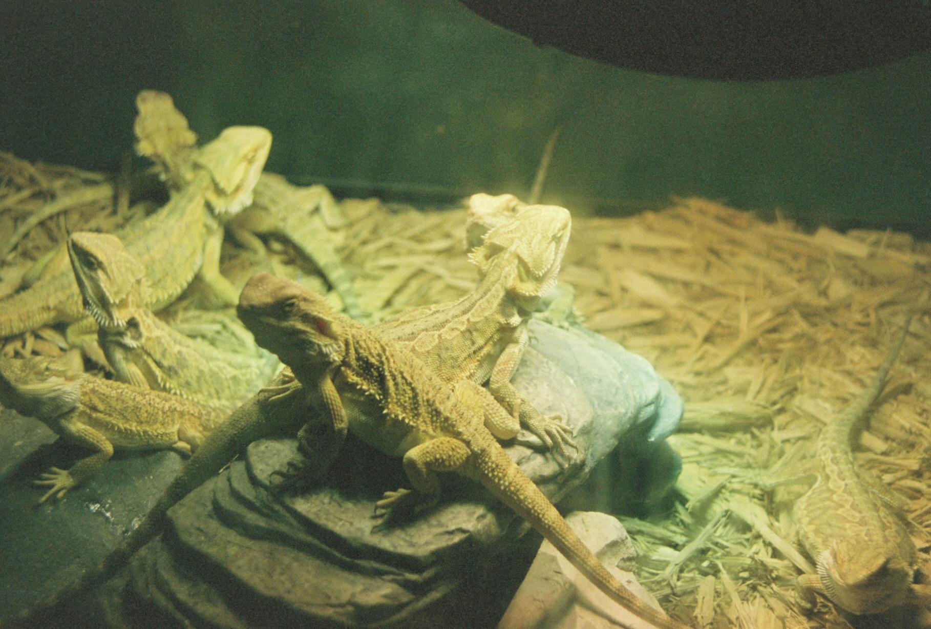 several bearded dragons in an enclosure, with a few sunning on small rocks