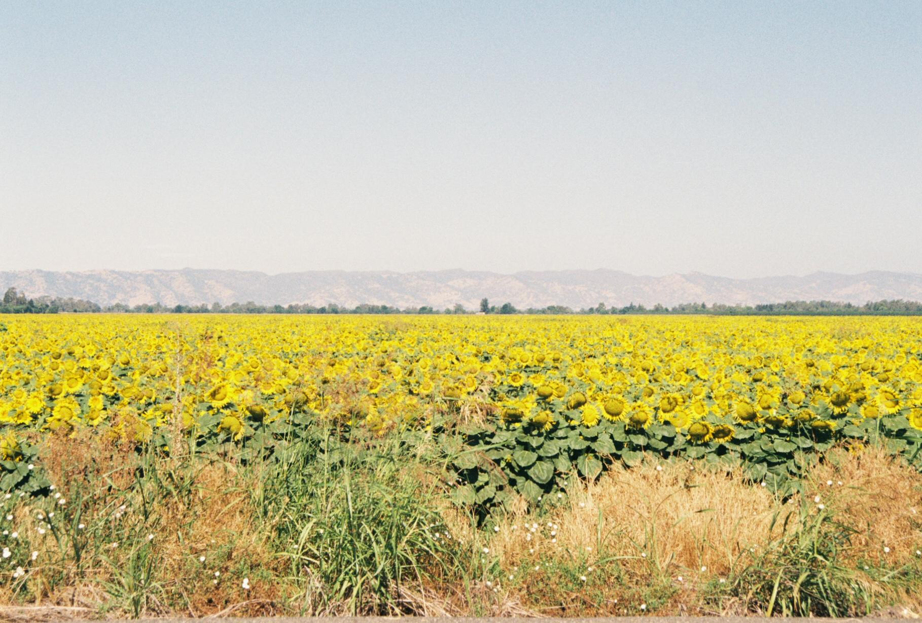 a field of sunflowers