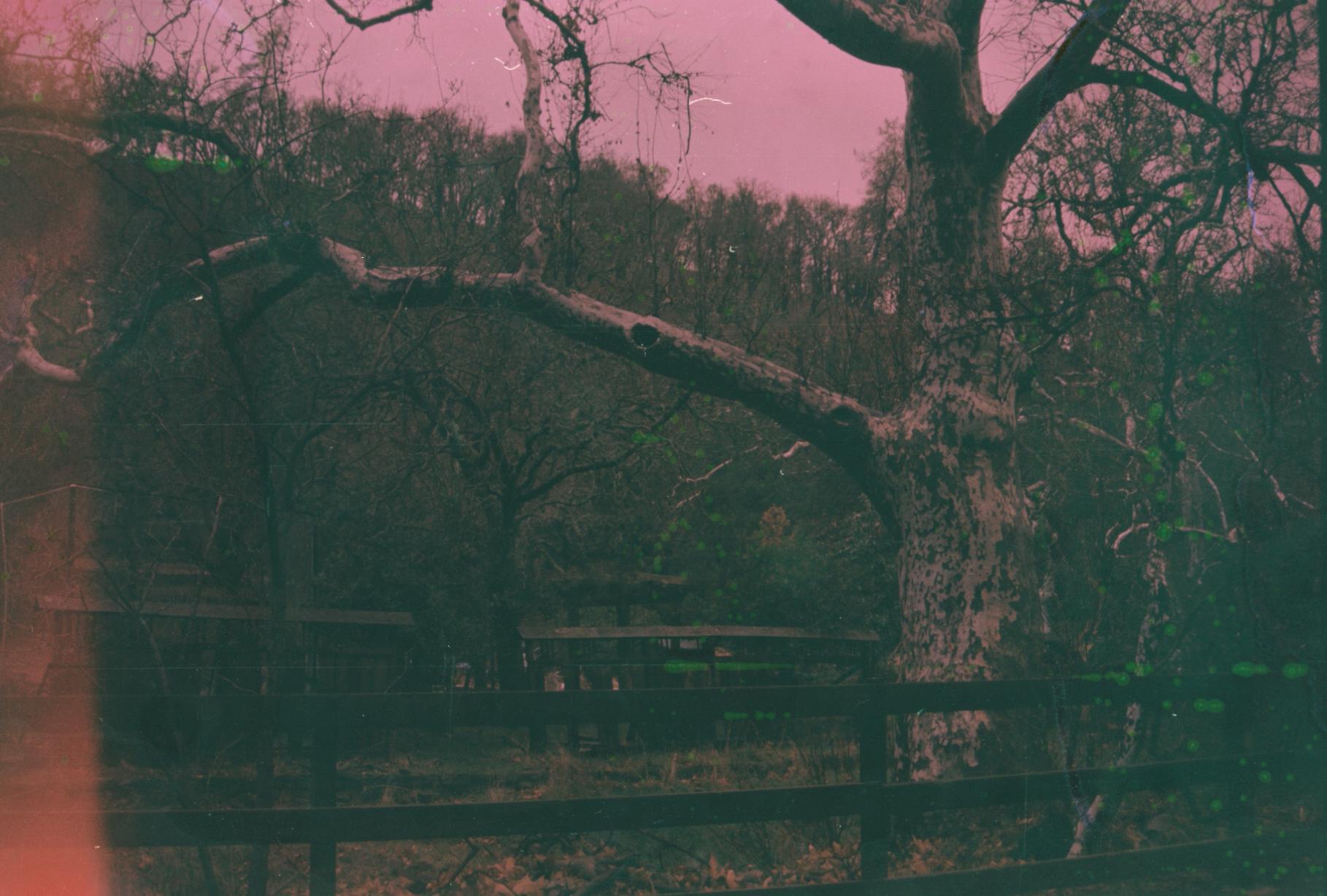 a barren tree behind a small wooden fence with more trees in the background