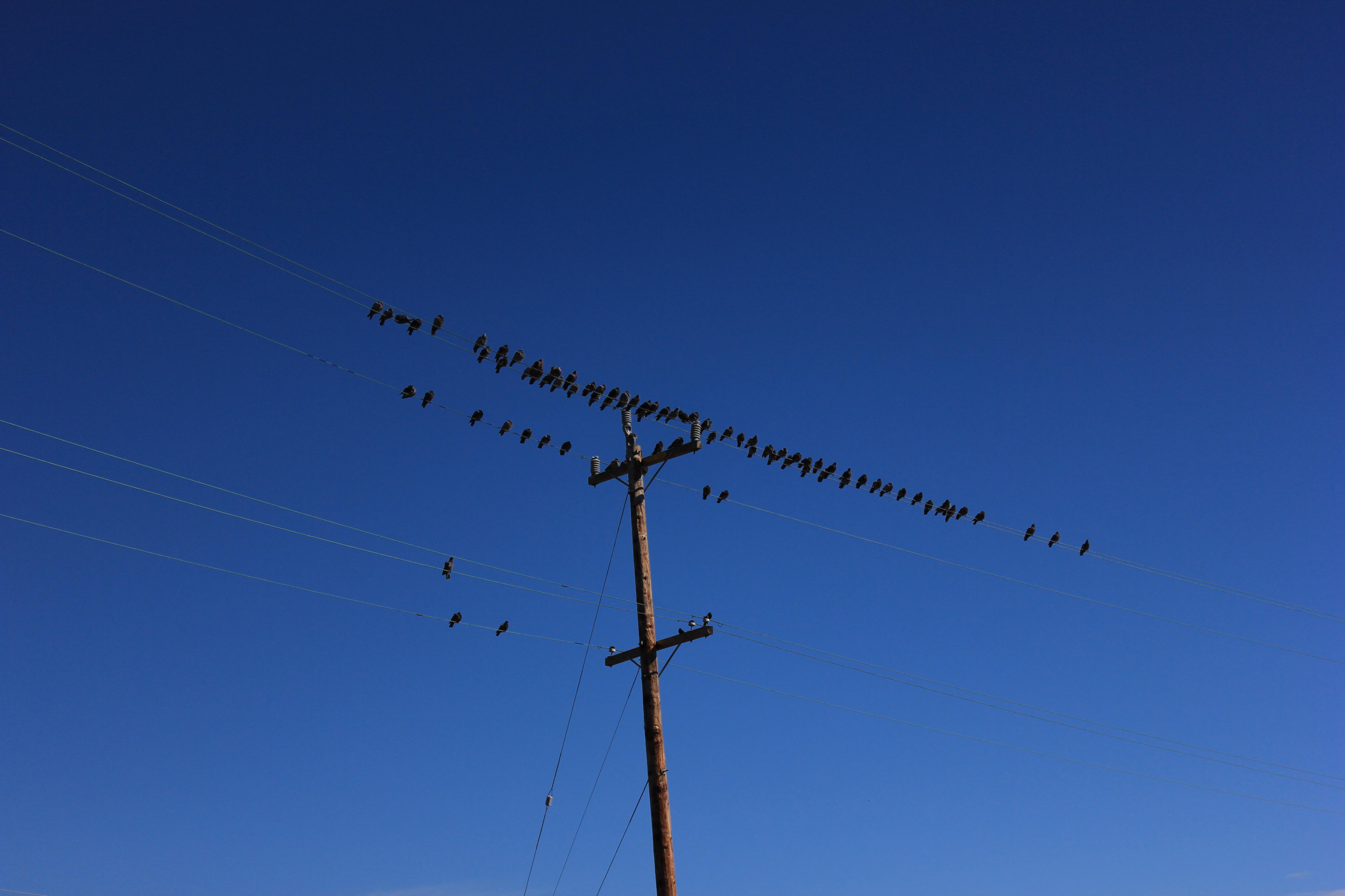 many birds sitting on a telephone wire on either side of a telephone pole