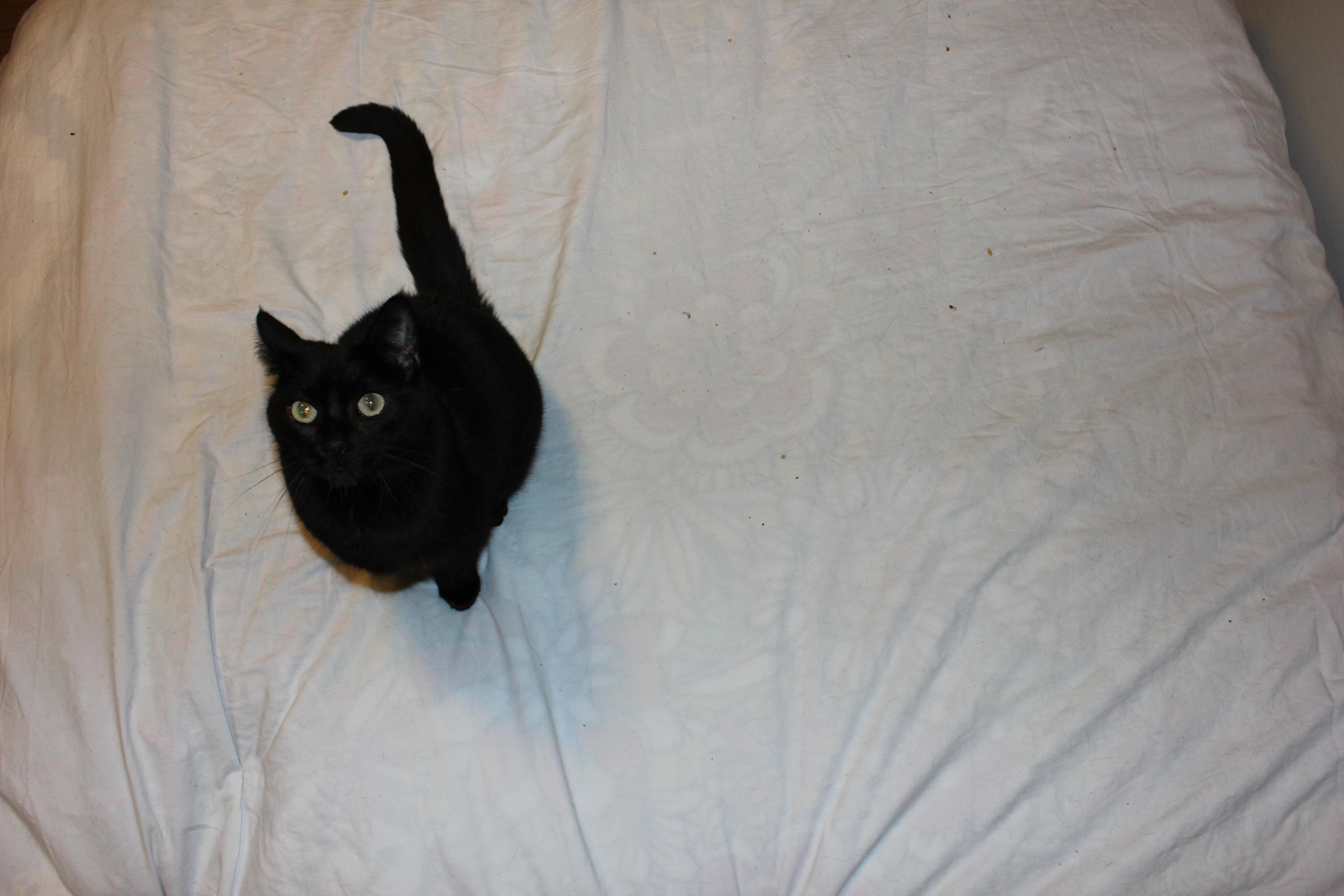 a black cat sitting on a white bed, seen from above