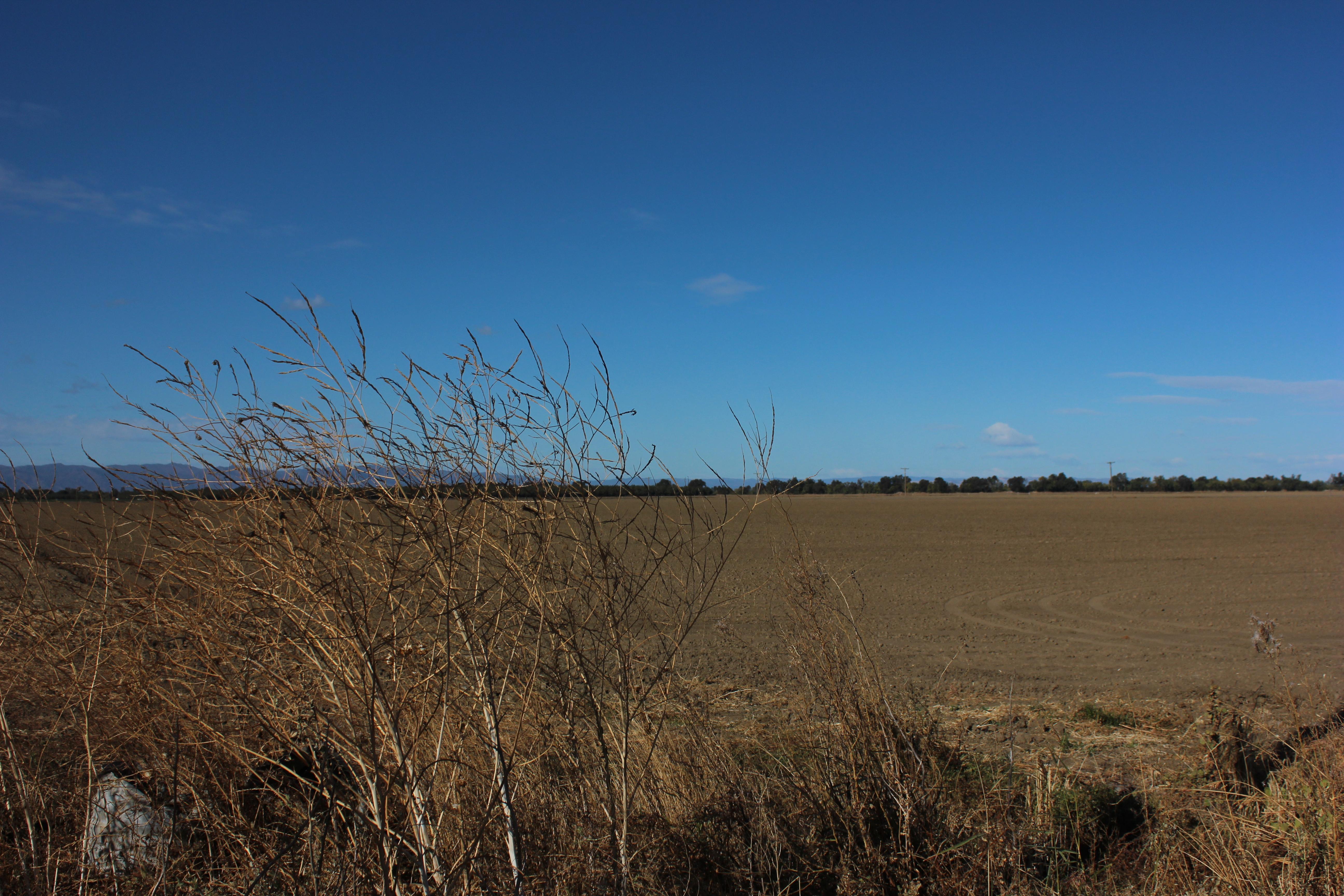 an empty field with some dead brush in the foreground