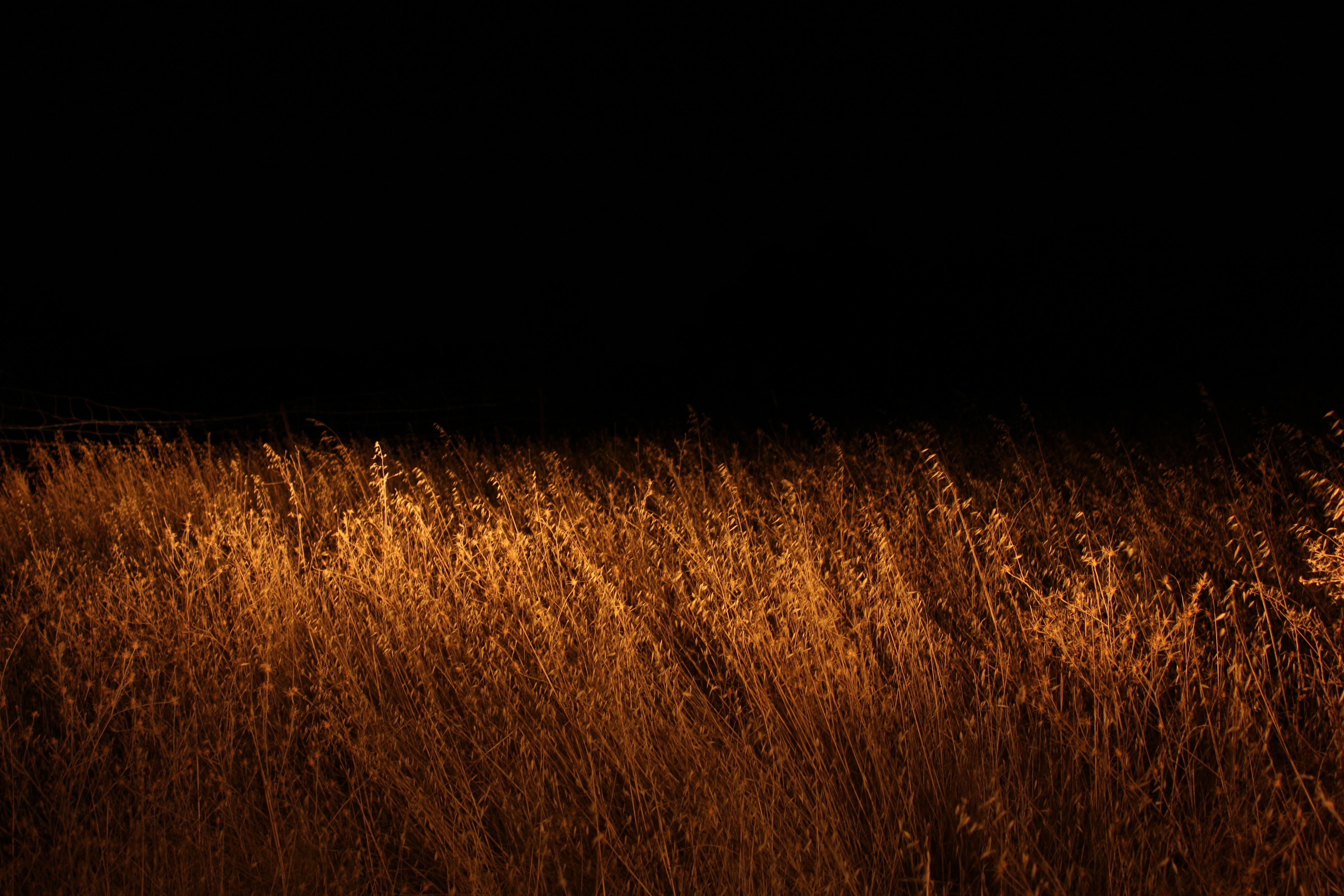 a field of grain at night