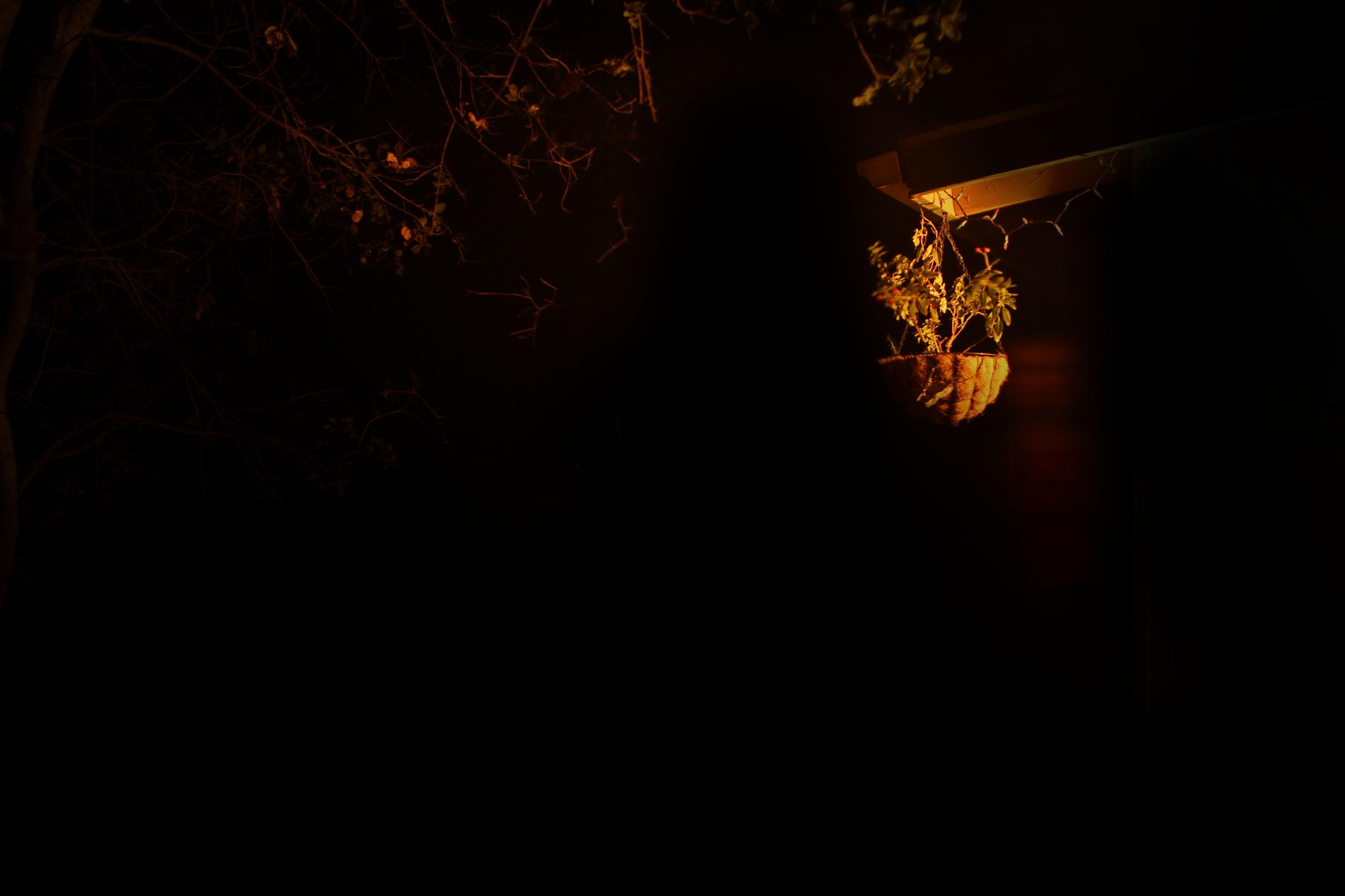 entirely black sans a potted plant hanging from the corner of a roof and a blurred figure behind it