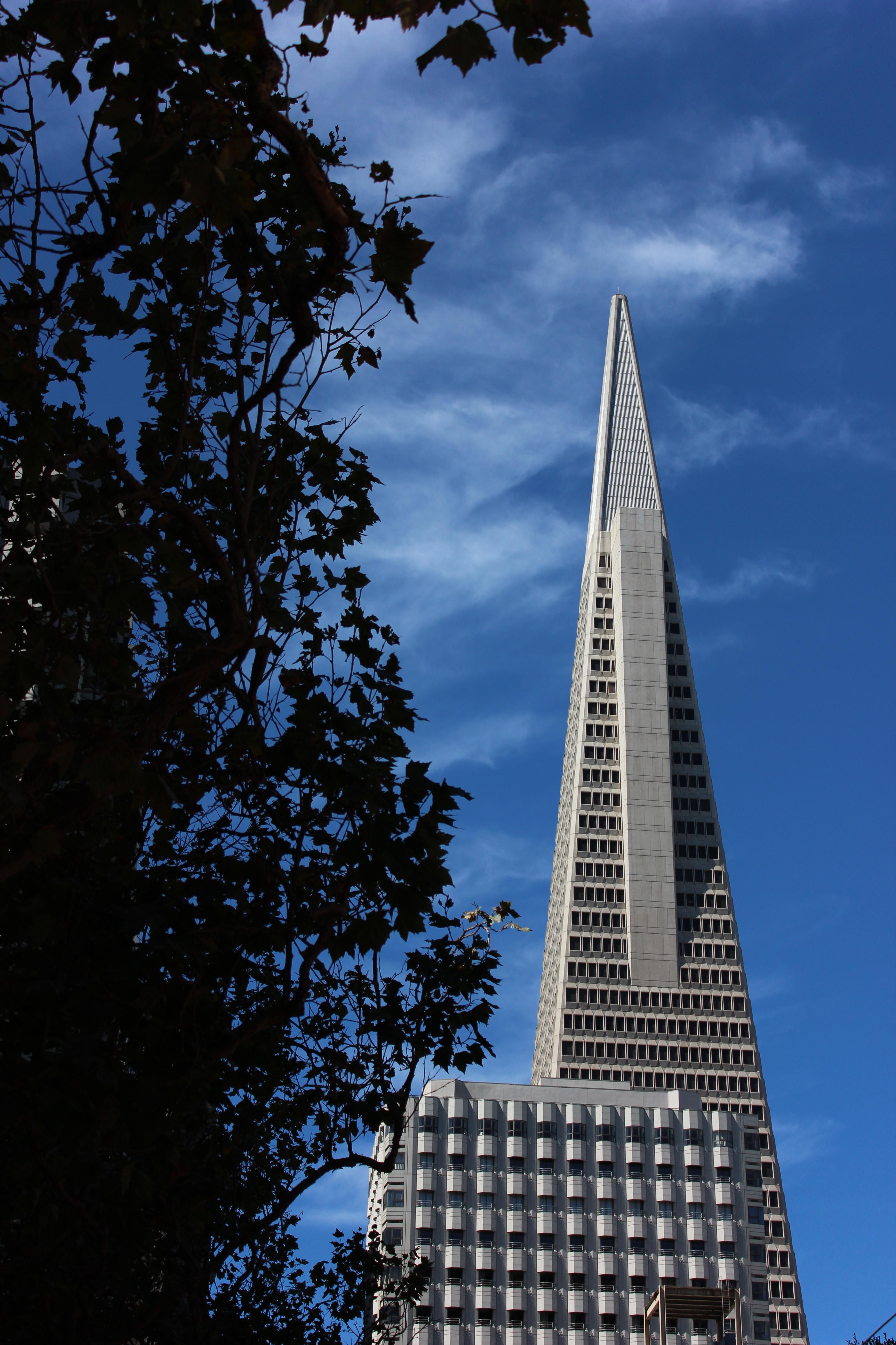 a triangular skyscraper in the background with a shadowed tree on the left of the foreground