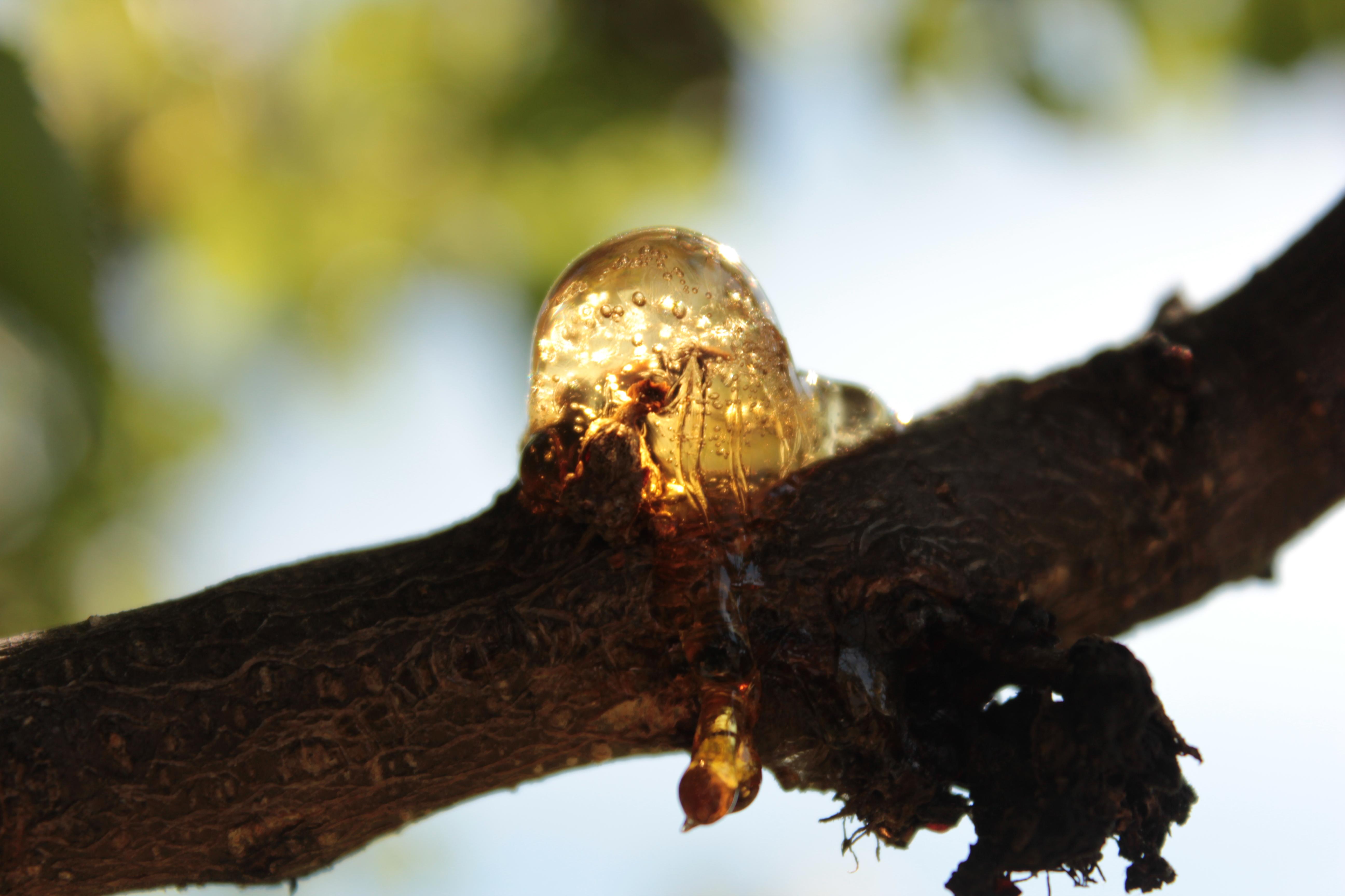 a close-up an insect trapped inside a large glob of tree sap on a tree branch