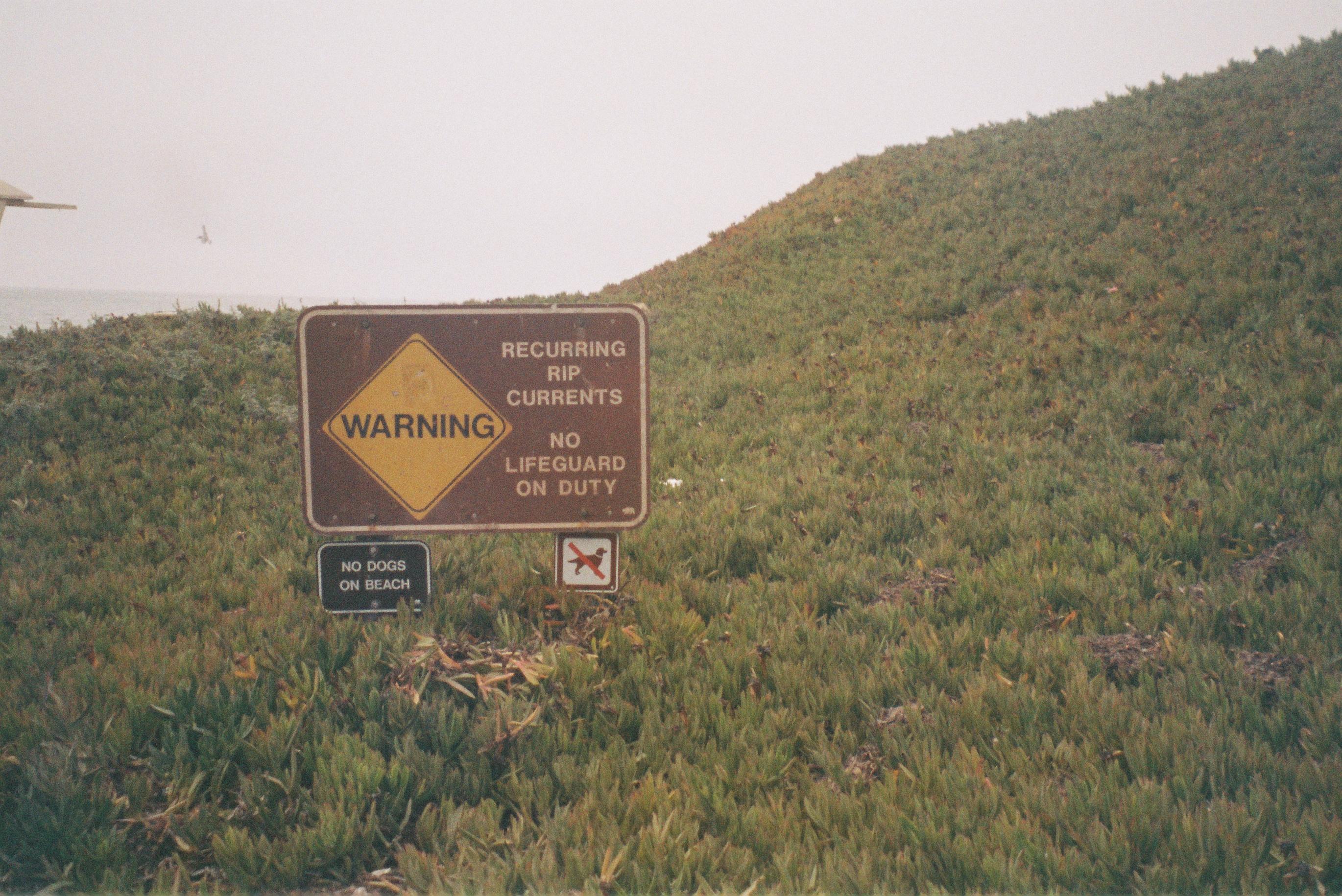 a sign on a small hill covered in ice plants. the sign reads 'WARNING, recurring rip currents, no lifeguard on duty' with a smaller sign underneath that reads 'no dogs on beach'