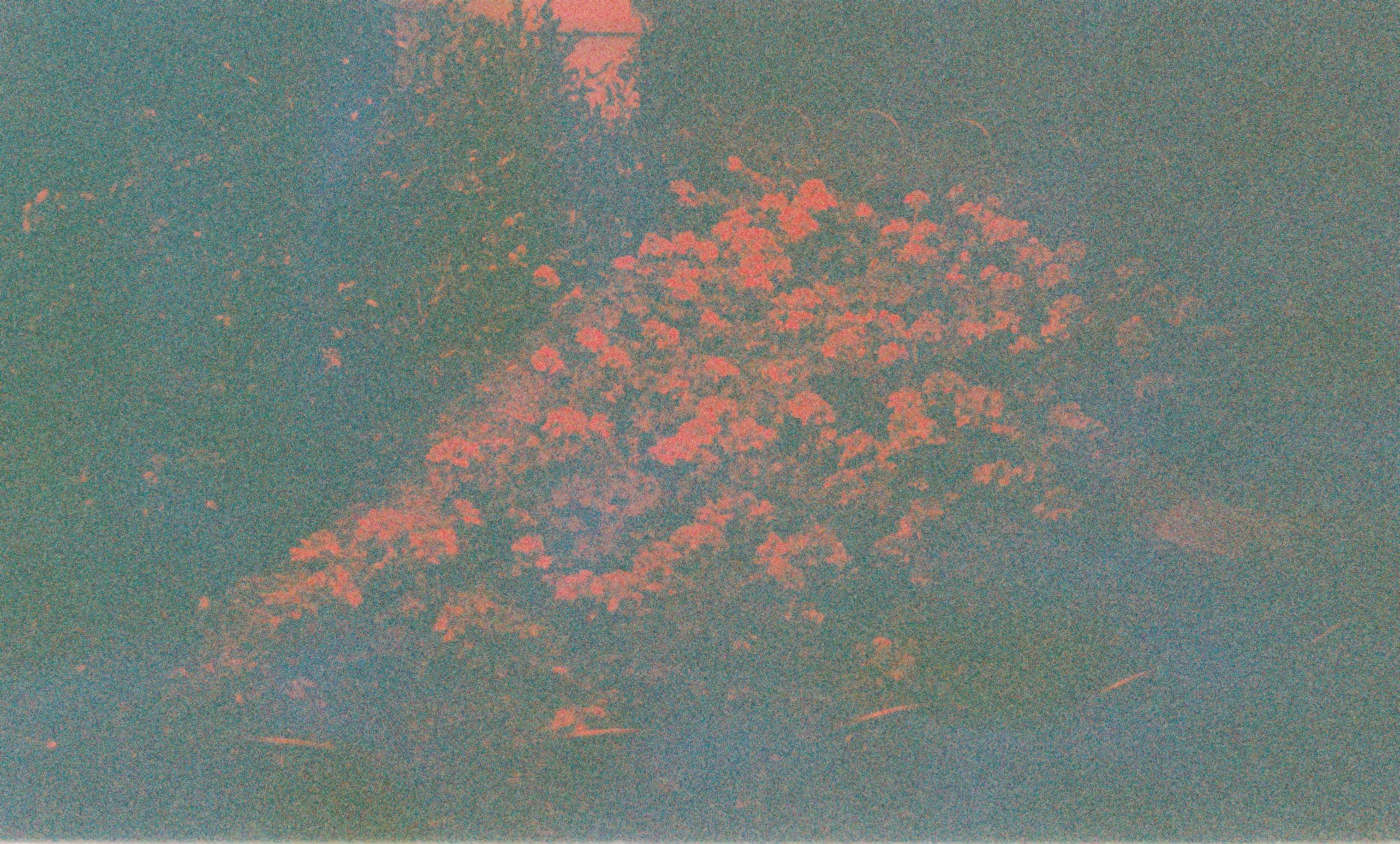 red flowers in a dimly lit flowerbed
