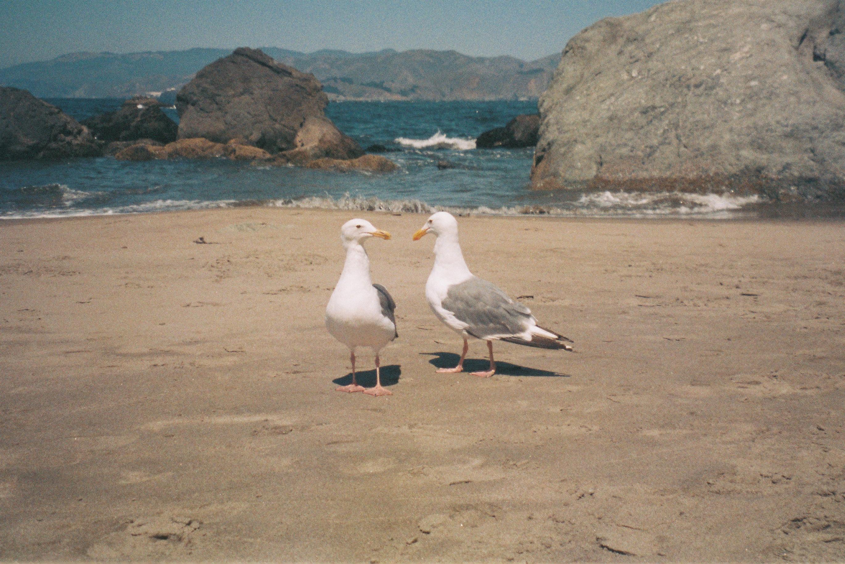 two california gulls facing each other on a sandy beach with the sea in the back