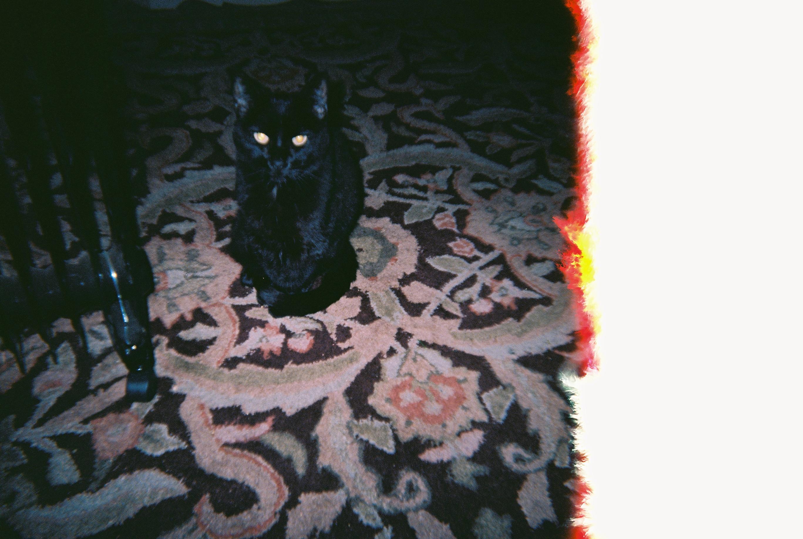 a black cat sitting on a patterned rug. half of the photo is missing due to film burn