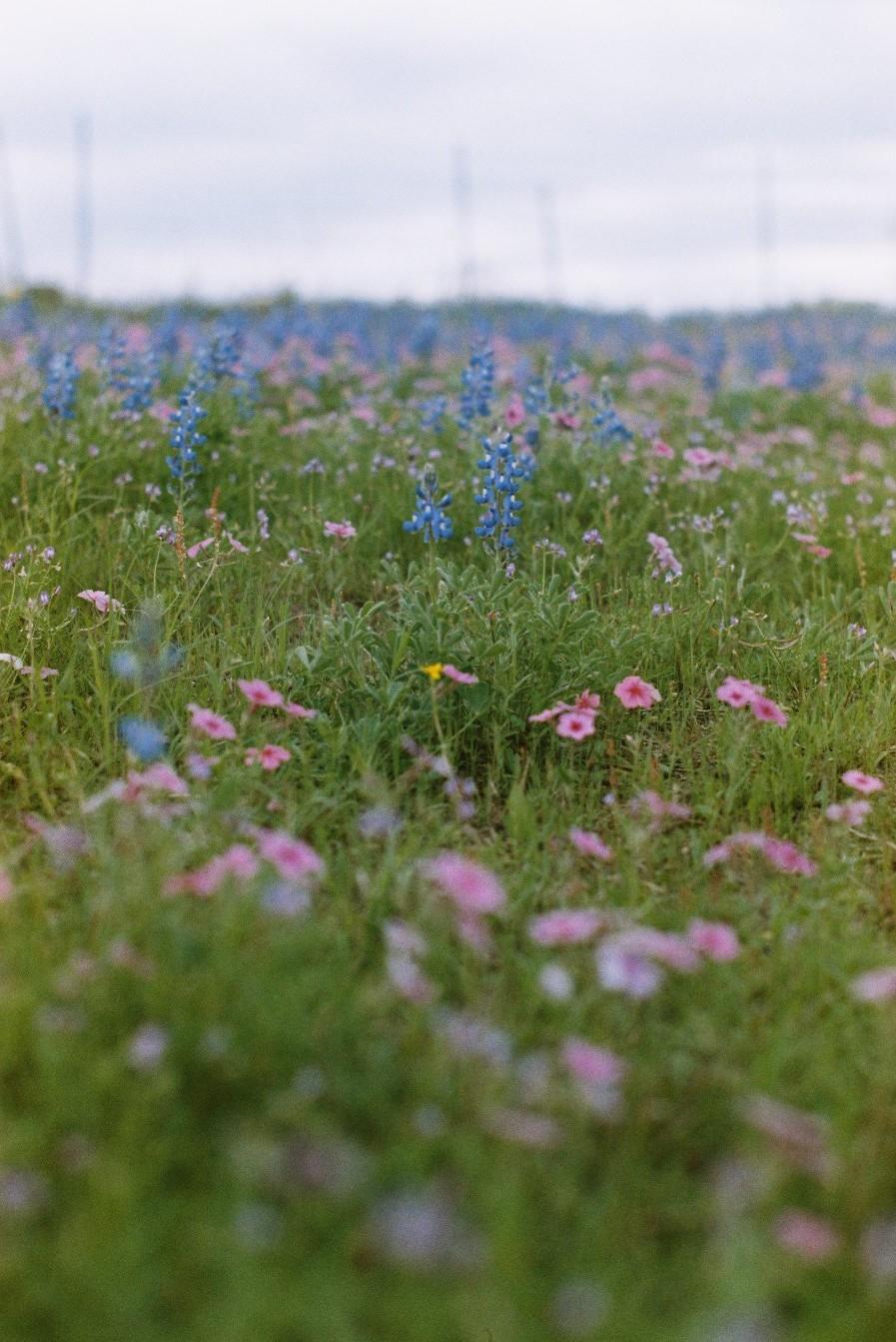 small blue and pink flowers sprouting in the grass