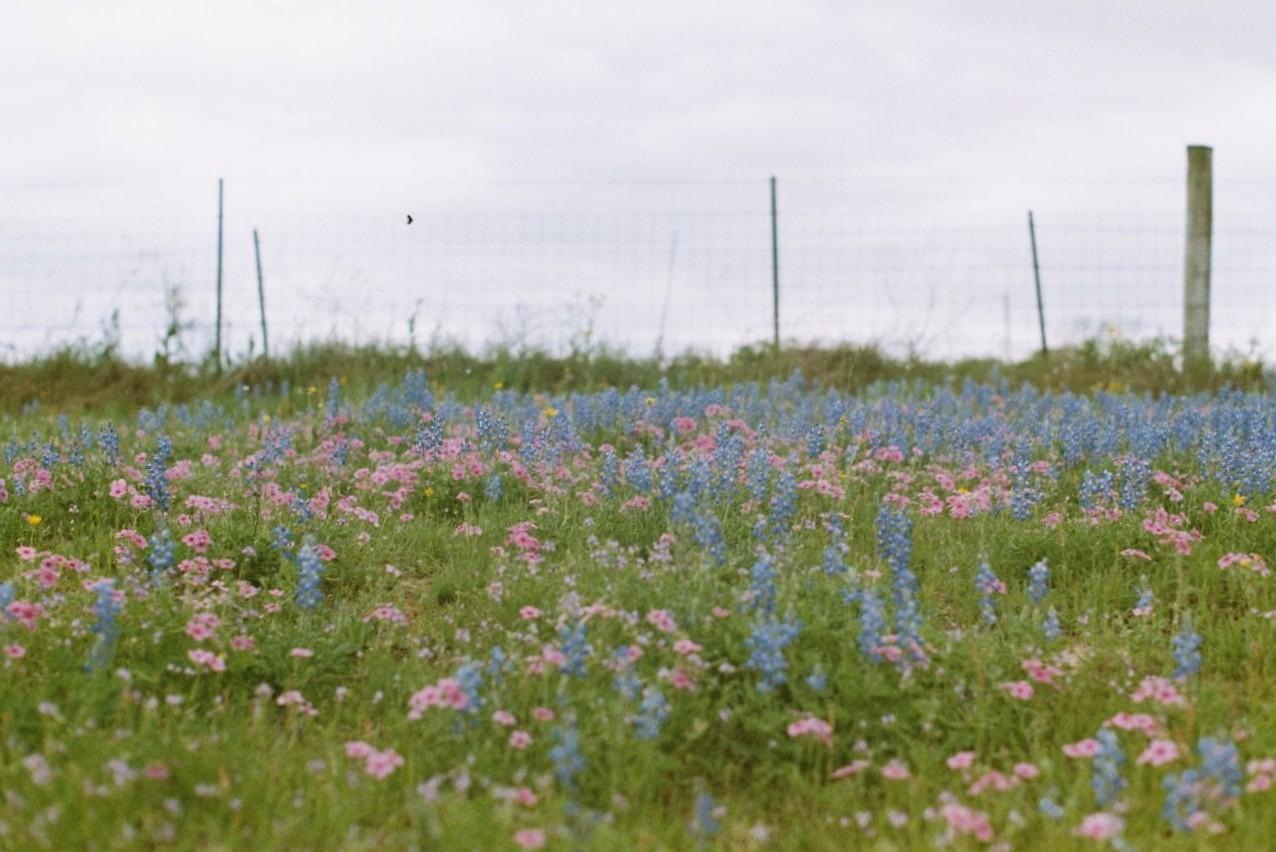blue and pink flowers in a grassy field