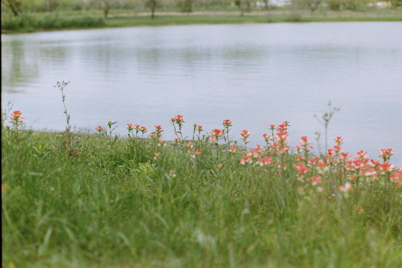 reddish flowers sprouting next to a pond