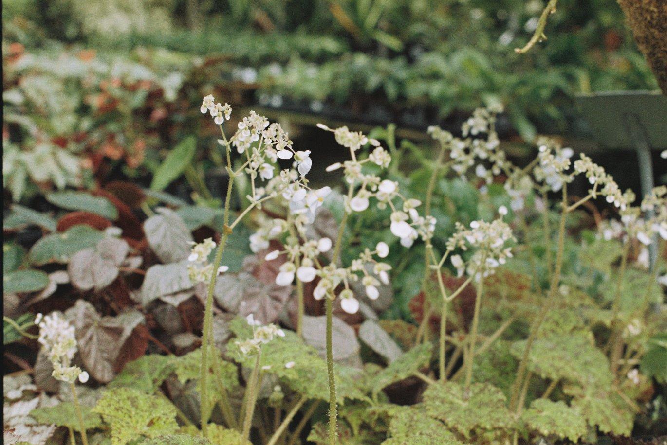 white flowers