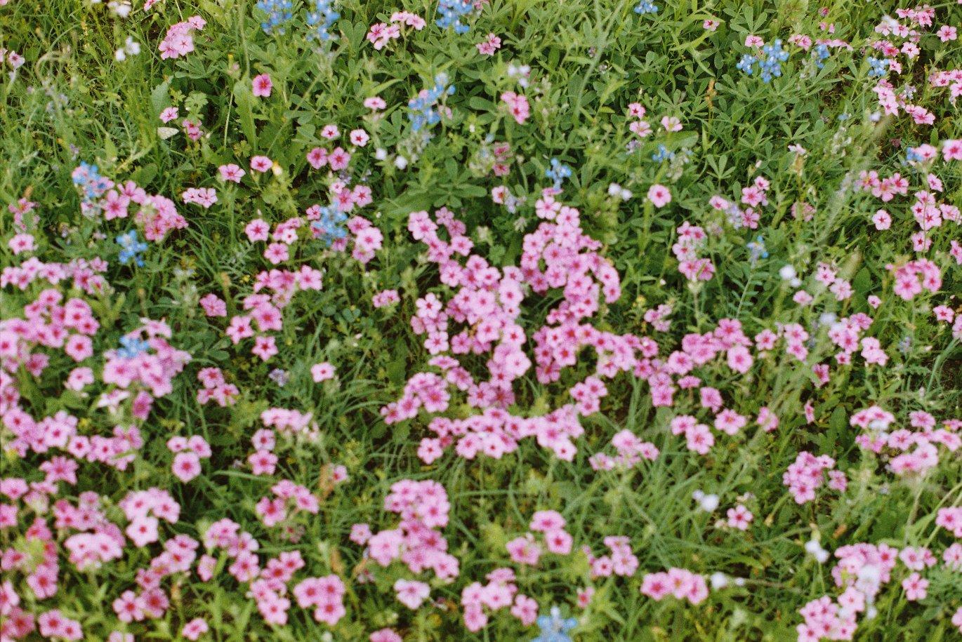 pink flowers in a grass patch