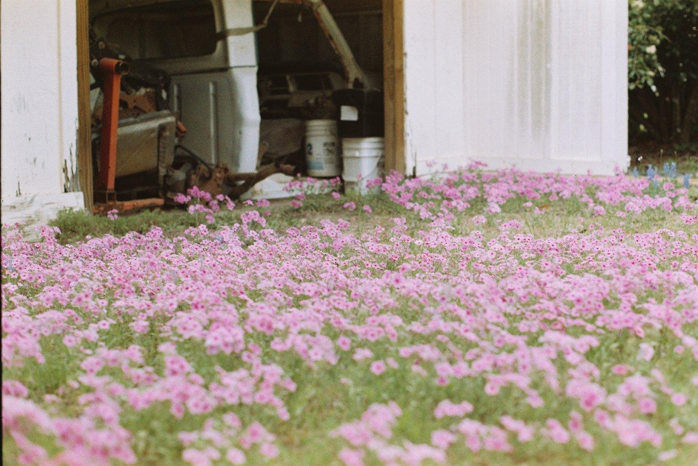 pink flowers in a grass patch in front of a shed with miscellaneous items